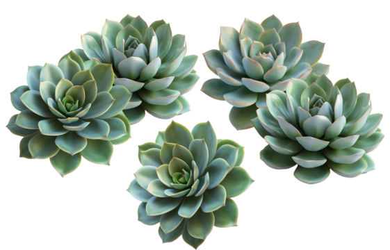 beautiful high-detail photograph of four blue-green echeveria succulent plant rosettes clustered together, cleanly isolated on black.