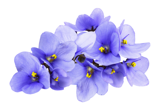 photograph capturing a vibrant grouping of deep blue african violet flowers (saintpaulia) with yellow centers isolated on a pure transparent background.