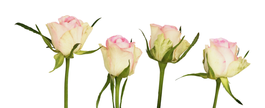 high-quality photograph of four delicate pink and white rose buds on long green stems, arranged horizontally and perfectly isolated against a solid transparent background.