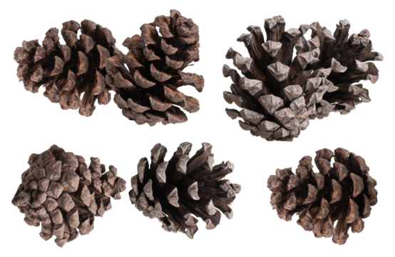 detailed close-up photograph of multiple brown pine cones clustered together, showcasing the complex scale texture and natural forms isolated against a pure transparent background.