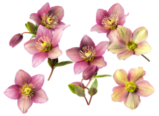 isolated close-up photograph featuring a natural cluster of pink and creamy green hellebore flowers with buds and leaves against a solid black backdrop.