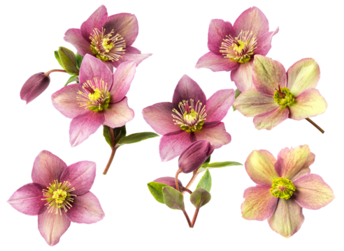isolated close-up photograph featuring a natural cluster of pink and creamy green hellebore flowers with buds and leaves against a solid black backdrop.