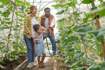 farmer family holding watering hose to watering green melon with afro hair daughter in plantation greenhouse at sunset light. Woman farmer gardening melon plant in plantation greenhouse