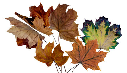 a close-up studio photograph featuring a tightly packed bouquet or bundle of various vibrant autumn maple leaves, isolated against a solid black backdrop.