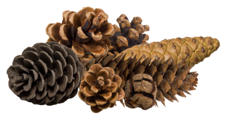 an assortment of various textured pine cones clustered together, including large brown and dark gray varieties, isolated cleanly against a stark transparent background.