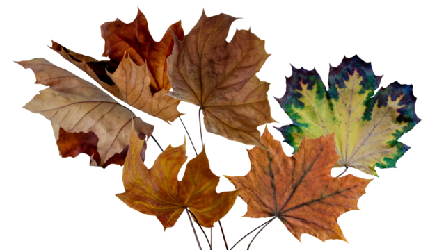 a close-up studio photograph featuring a tightly packed bouquet or bundle of various vibrant autumn maple leaves, isolated against a solid black backdrop.