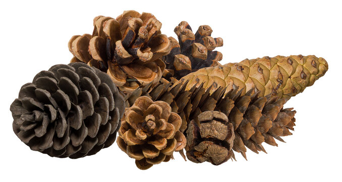 an assortment of various textured pine cones clustered together, including large brown and dark gray varieties, isolated cleanly against a stark transparent background.