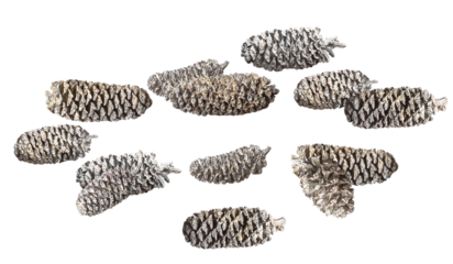 detailed photograph showcasing an organized cluster arrangement of decorative, silver-gray elongated pine cones, isolated sharply on a solid transparent background.