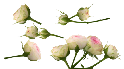 studio photograph of multiple pale pink and cream spray rose buds and small blossoms displayed in various angles against a black backdrop.