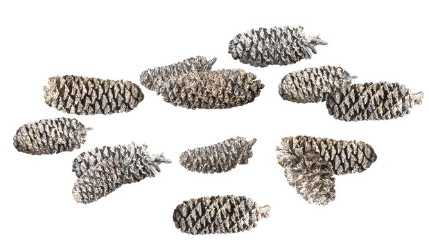 detailed photograph showcasing an organized cluster arrangement of decorative, silver-gray elongated pine cones, isolated sharply on a solid transparent background.
