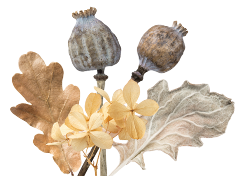 photograph of a stylized composition featuring dried golden hydrangea flowers, an autumnal oak leaf, and two textured poppy seed heads, isolated dramatically on black.