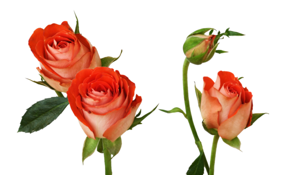 dramatic close-up photograph of three vibrant orange and peach roses alongside a single bud isolated on a pure transparent background. - Powered by Adobe