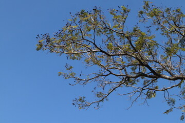 A low-angle shot of the sparse, intricate branches and foliage of a tree extending across a clear, bright blue sky, with a few dark seed pods or leaves visible.