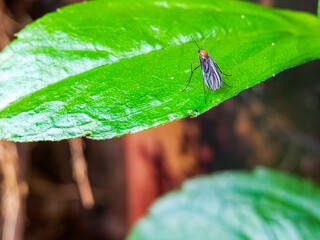Slender green katydid nymph camouflaged on plant stem