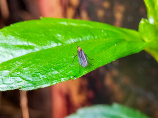Slender green katydid nymph camouflaged on plant stem