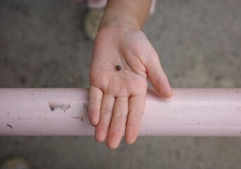 Child's Hand Holding a Rolled-up Pill Bug (Dango Mushi) on a Pink Pipe (Curiosity and Nature)