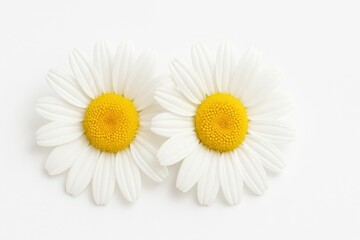 Obraz premium Close up two chamomile oxeye daisy flowers with overlapping petals centered on bright clean white background