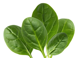 close-up photograph of a vibrant cluster of fresh, glossy, deep green spinach leaves, emphasizing healthy eating and raw ingredients and nutrition.