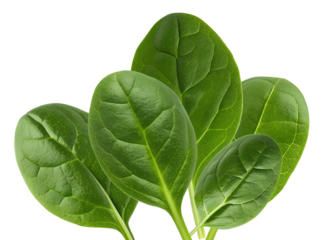 close-up photograph of a vibrant cluster of fresh, glossy, deep green spinach leaves, emphasizing healthy eating and raw ingredients and nutrition.