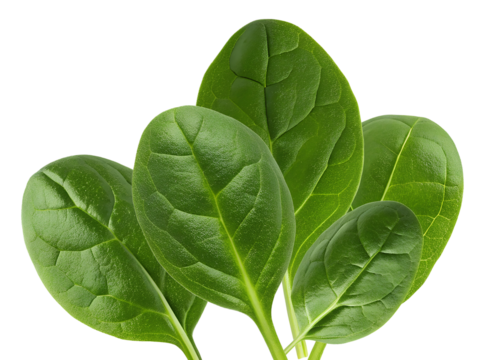 close-up photograph of a vibrant cluster of fresh, glossy, deep green spinach leaves, emphasizing healthy eating and raw ingredients and nutrition.
