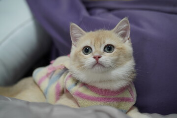 Cute fluffy kitten with big eyes wearing colorful sweater sitting on soft bedding, capturing the...