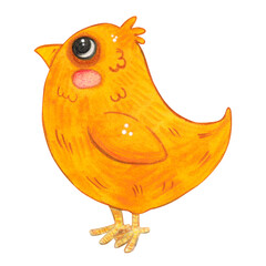 A yellow chick stands and looks up. Hand-drawn watercolor illustration, cartoon. Farm, animals, bird, village, poultry farm, children, Easter, eggs, meat, product, eco-friendly, isolate