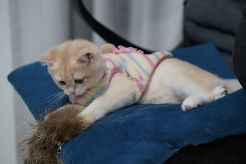 Playful kitten with light fur chasing a fluffy toy on a blue cushion, showcasing adorable antics...