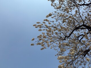 tree branches against blue sky