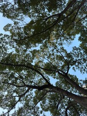 trees and sky