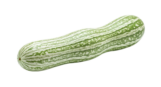 A fresh, long, green and white striped snake gourd, also known as a serpent gourd, isolated on transparent background