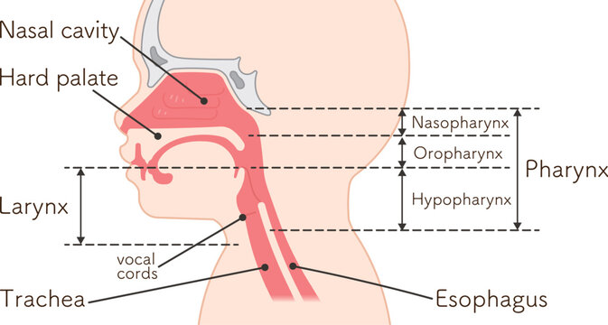 小児の喉頭・咽頭・横向き・イラスト Children larynx illustration