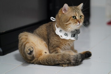 Adorable cat with collar sitting gracefully on a tiled floor in a cozy indoor environment,...