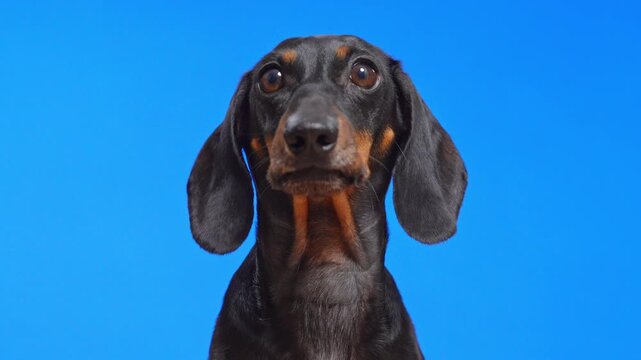 A close-up of a black and tan dachshund looking forward with its tongue slightly out and fidgeting against a bright blue background