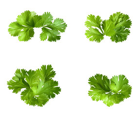 top-down photograph of four fresh bunches of bright green cilantro or coriander leaves isolated on a transparent background, highlighting texture.