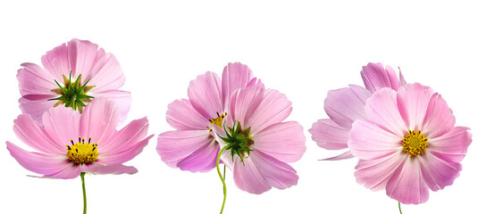 three delicate pink cosmos flowers shown in various perspectives, including front and back views, isolated on a stark transparent background. © Walter