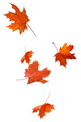 five individual bright orange and red maple leaves gracefully floating or falling, captured in various orientations for autumn season design.