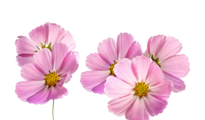 cluster of multiple lovely pink cosmos flowers with visible yellow centers, arranged closely together and isolated for easy design use.