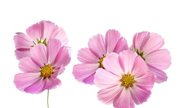 cluster of multiple lovely pink cosmos flowers with visible yellow centers, arranged closely together and isolated for easy design use.