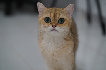 Adorable ginger cat with large green eyes, showcasing curiosity and charm in a bright indoor setting, perfect for pet lovers and feline enthusiasts