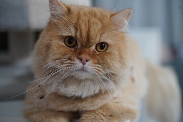Fluffy orange cat with captivating eyes resting comfortably in a cozy indoor setting showcasing unique expressions and detailed facial features