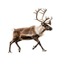 A reindeer with large antlers running on a white background.