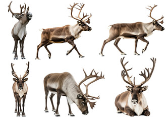 Collection of A reindeer with large antlers, png transparent background