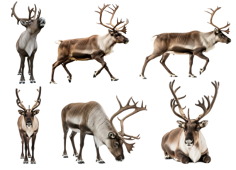 Collection of A reindeer with large antlers, png transparent background