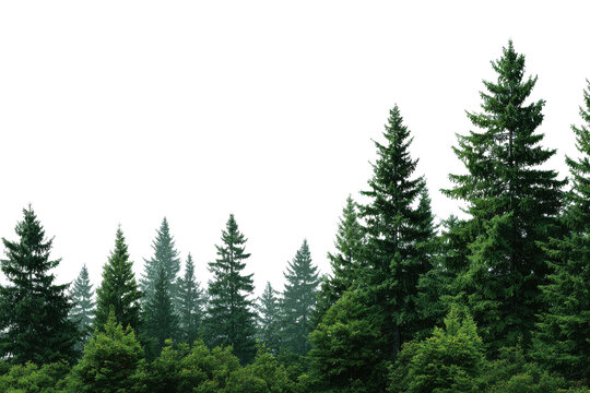 Dense evergreen forest line with dark background and varied tree heights trees pine, Isolated On White Background, Png Transparent
