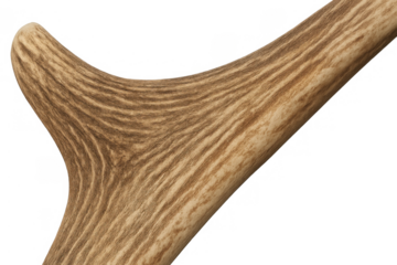 Reindeer antler detail with natural organic texture, part of wildlife trophy, isolated on transparent background