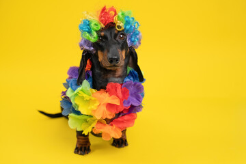Adorable dachshund wearing a vibrant rainbow wig and colorful flower necklace, posing against a vivid yellow background. perfect for cheerful and lively themes.