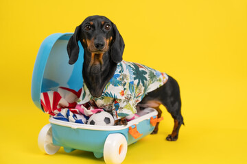 A dachshund wearing a tropical print shirt stands in an open suitcase filled with vacation essentials against a bright yellow background, looking forward to a great trip.