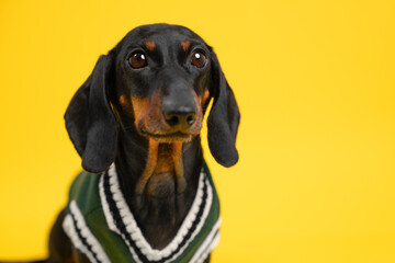 A black and tan dachshund dog dressed in a green and white sweater sits against a bright yellow background, looking directly at the camera with alert expression.
