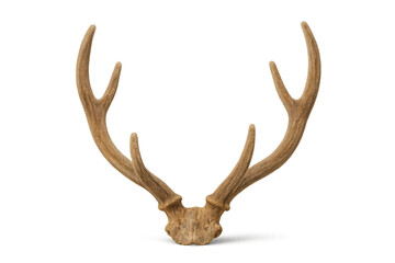 Deer antlers with a weathered texture, representing a natural hunting trophy or rustic home decor, isolated with a transparent background