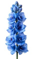 Bouquet of blue delphinium spike layered petals on white.